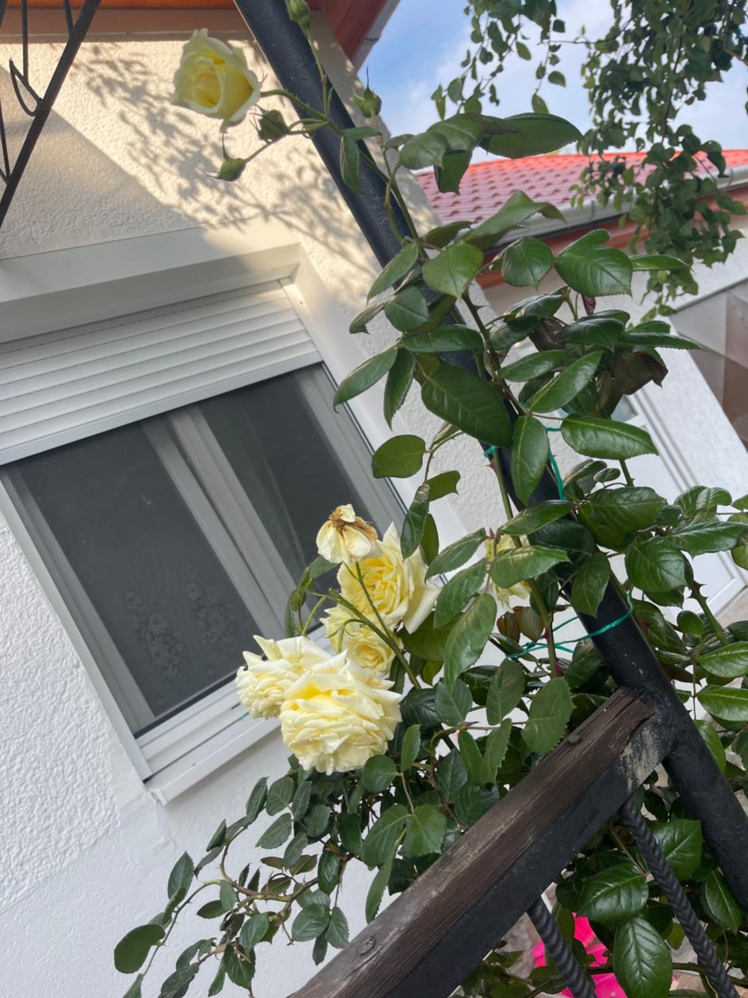 Valentina Apartman Balatonmáriafürdő Eksteriør billede